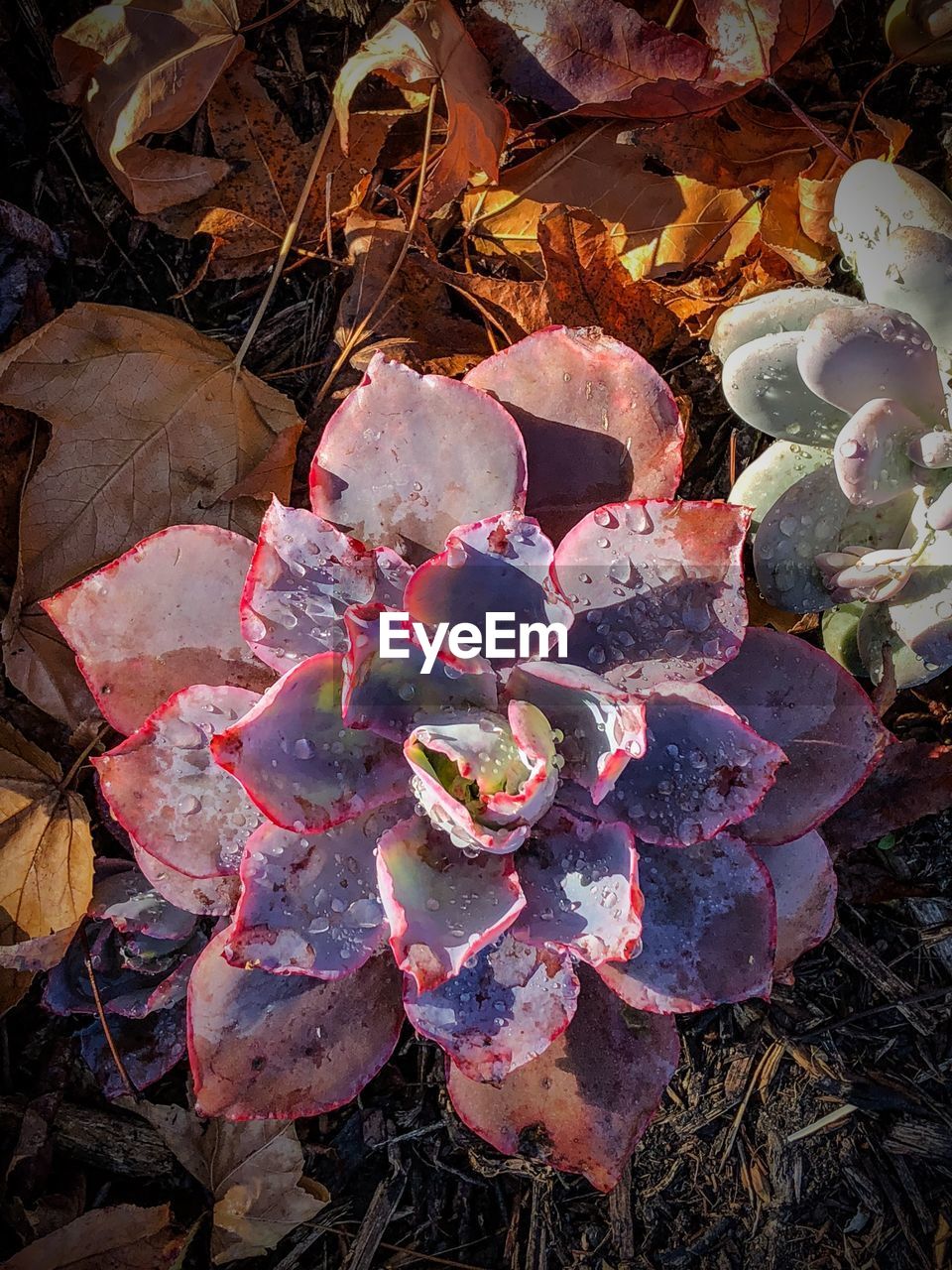 HIGH ANGLE VIEW OF FLOWERS GROWING ON FIELD