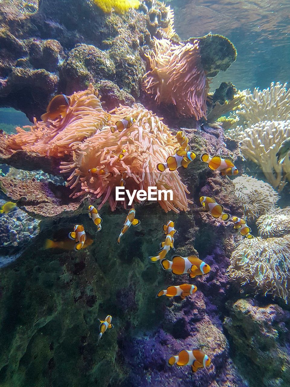 FISH SWIMMING UNDERWATER