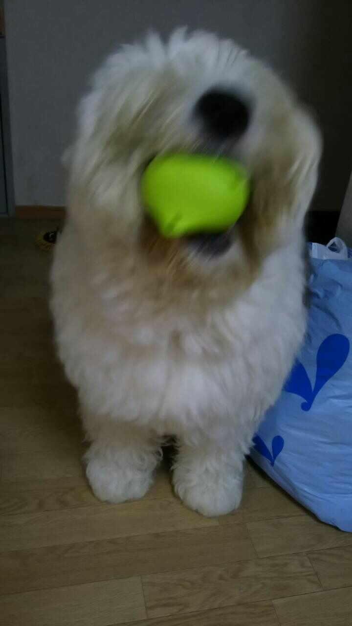 CLOSE-UP OF WHITE PUPPY