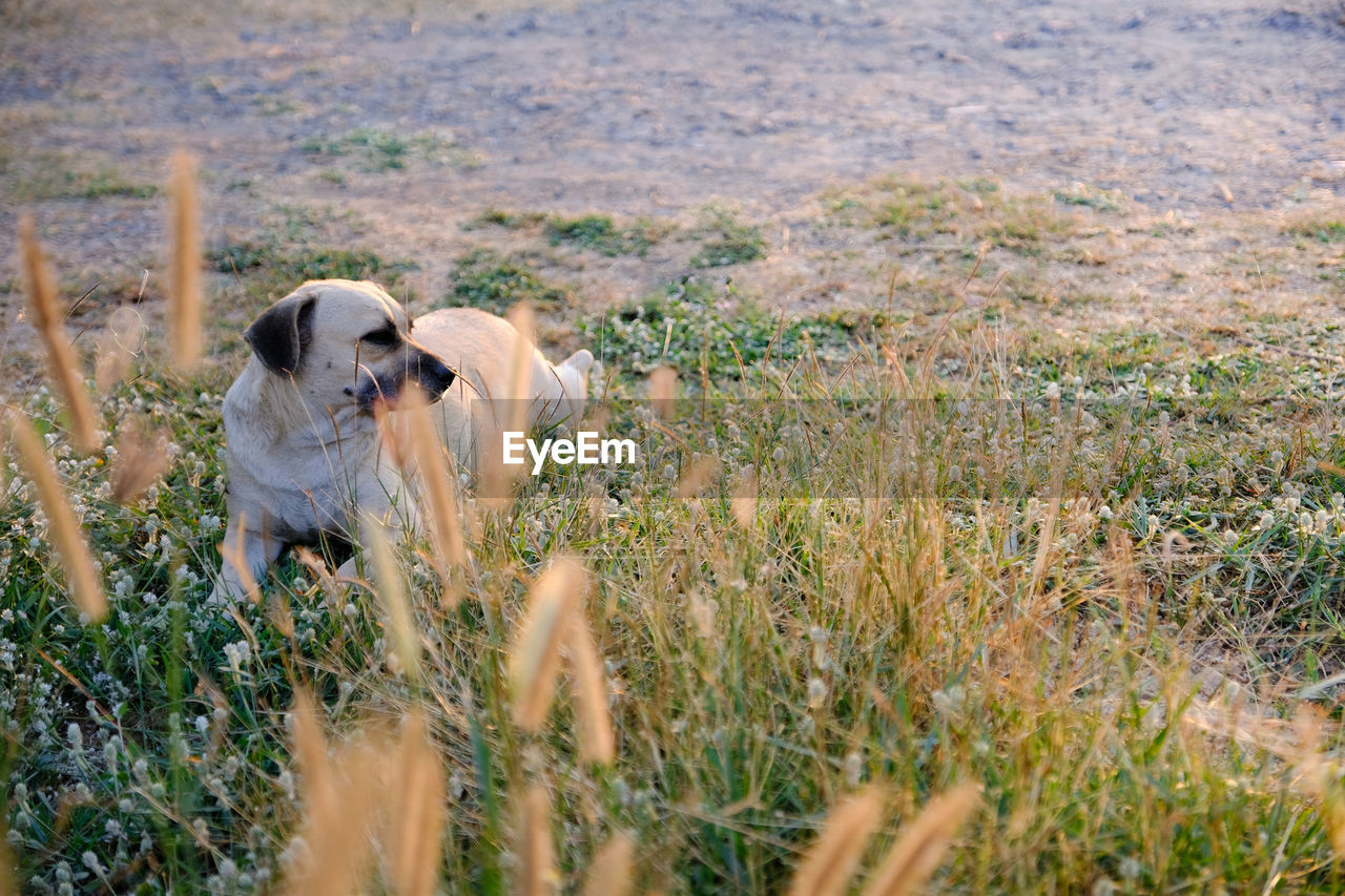 DOG RUNNING ON GRASS