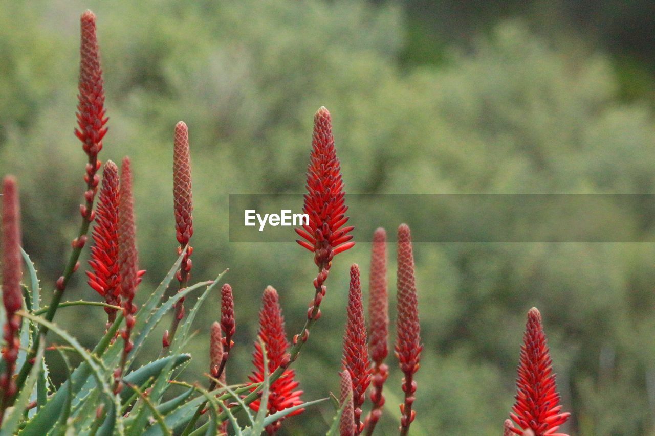 Close-up of plant against blurred background