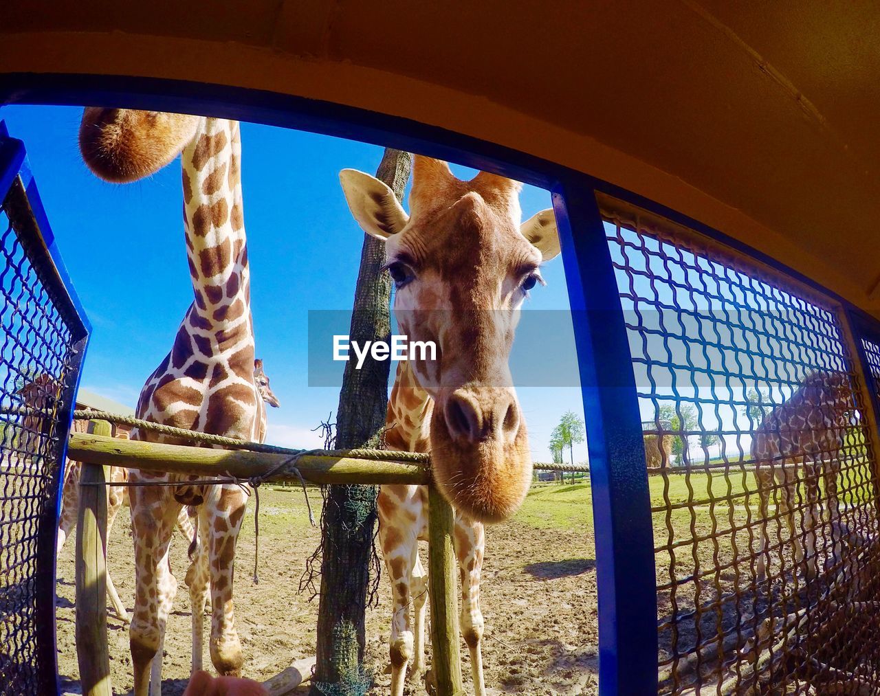 Portrait of giraffes on field seen through cage