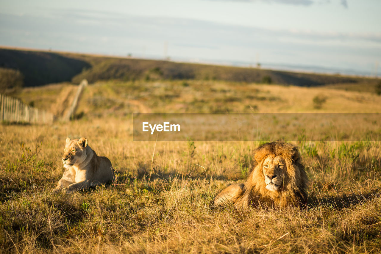 Lions relaxing on grassy field