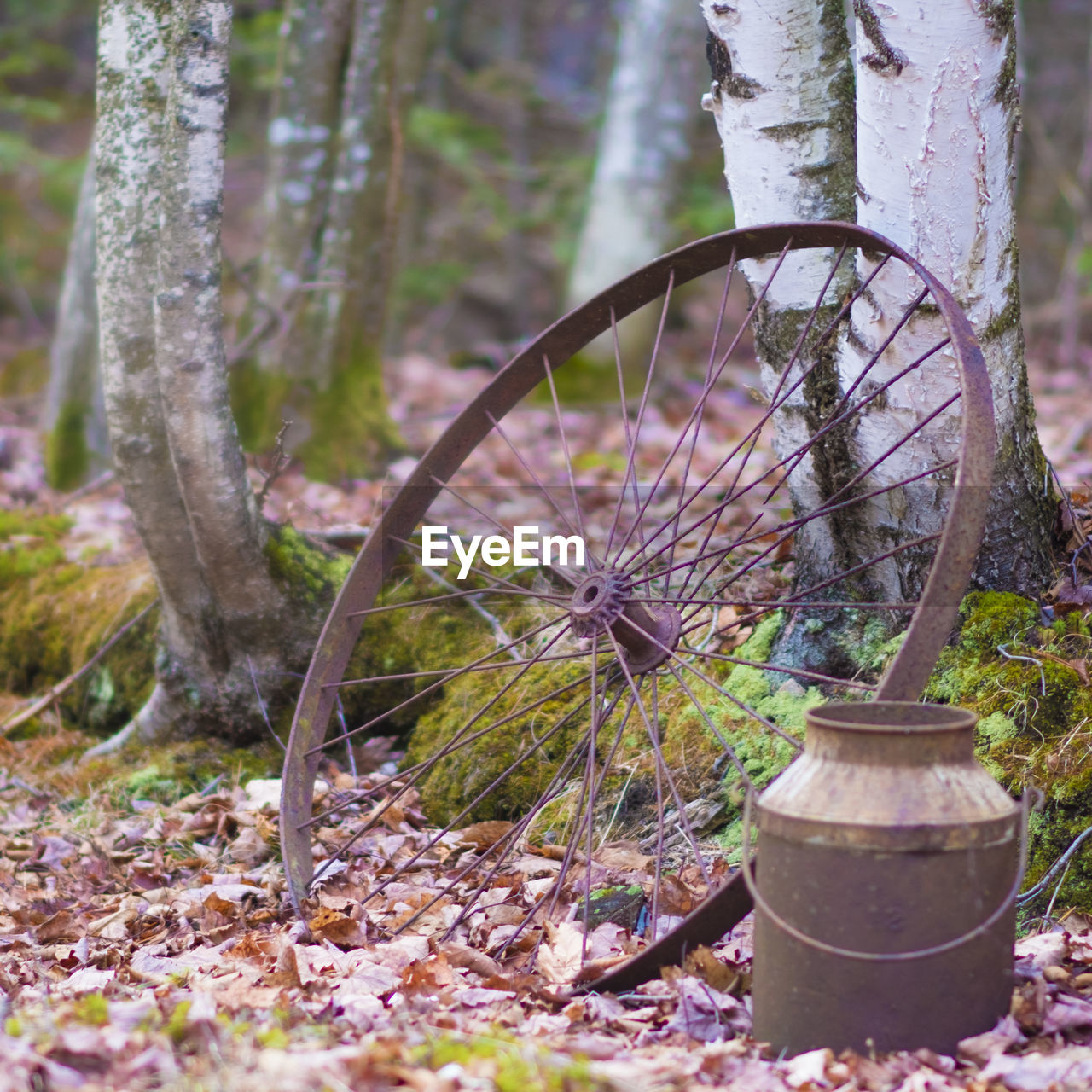 Rusty wheel and container in forest