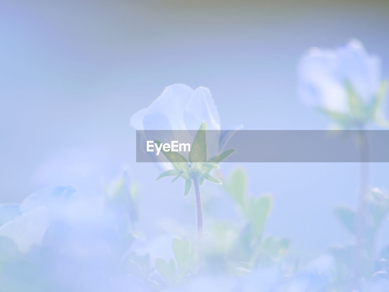 CLOSE-UP OF WHITE FLOWERING PLANT AGAINST BLUE SKY