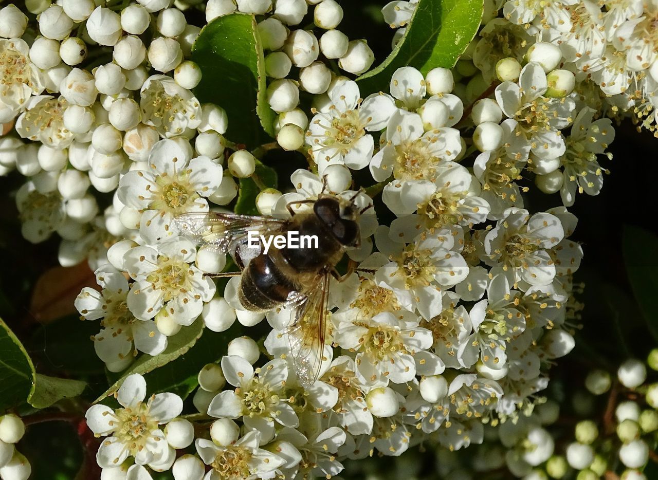 Hoverfly on the hawthorn hedge