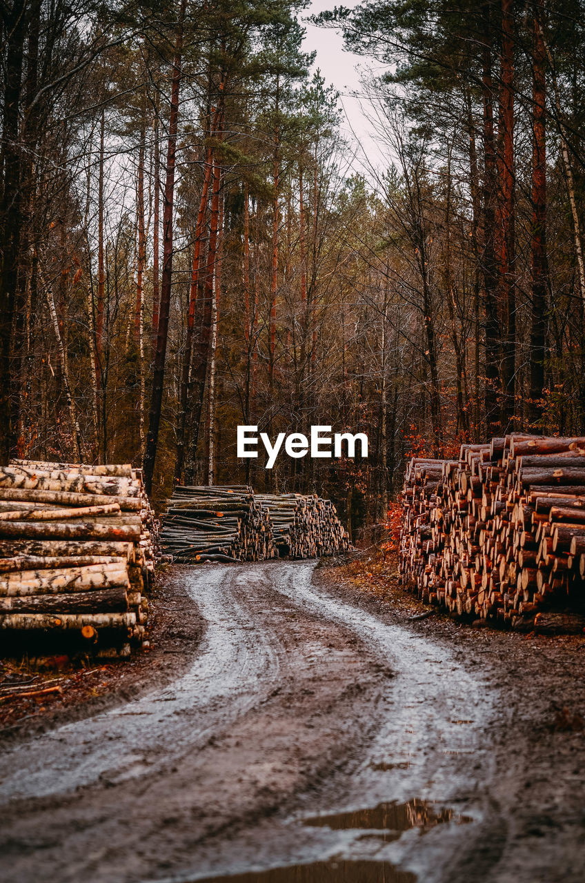 Woodpiles in forest