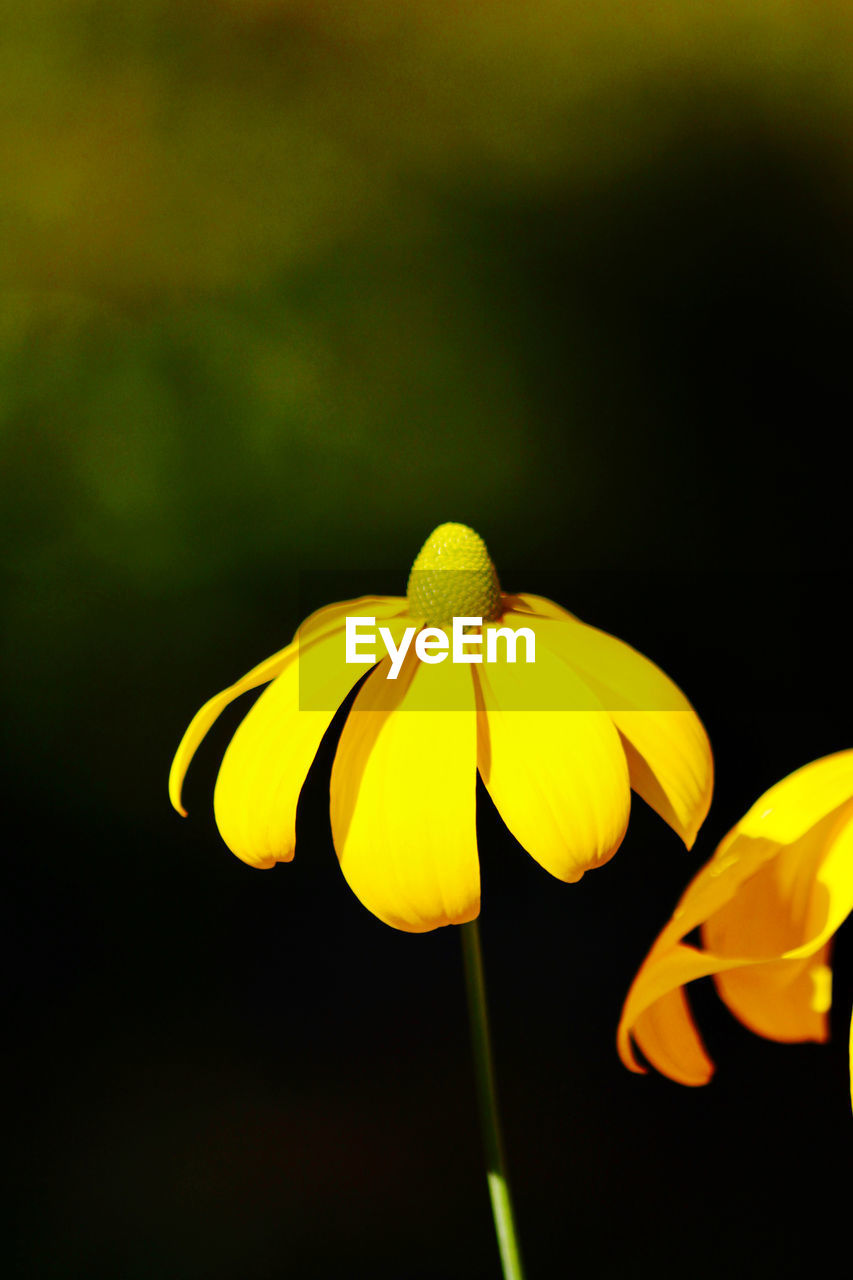 CLOSE-UP OF YELLOW FLOWERING PLANT OVER BLURRED BACKGROUND