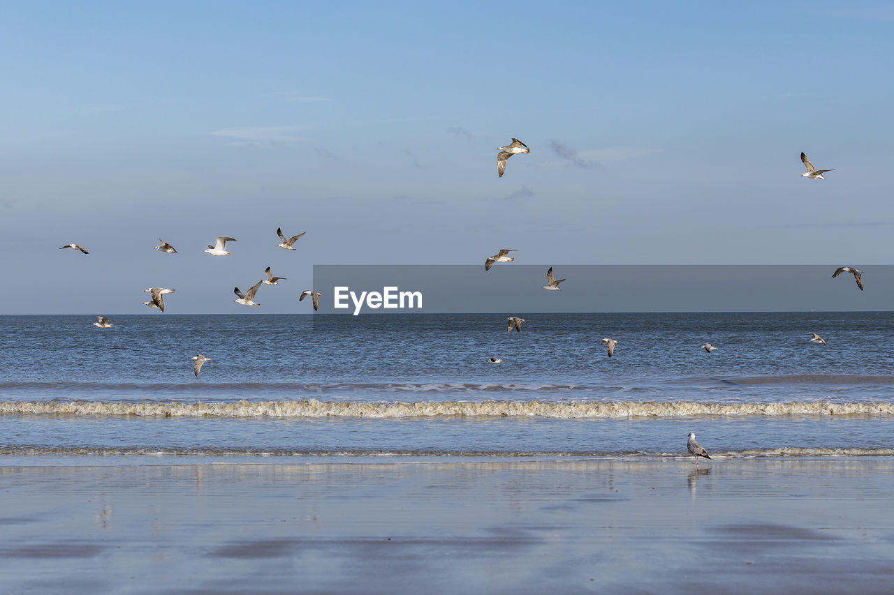 BIRDS FLYING OVER SEA