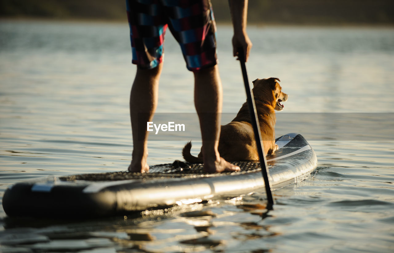 Low section of man paddleboarding with dog on lake during sunset