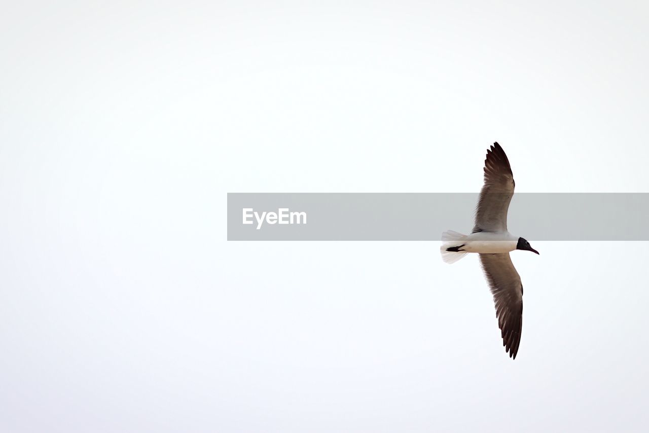 LOW ANGLE VIEW OF SEAGULL FLYING IN SKY