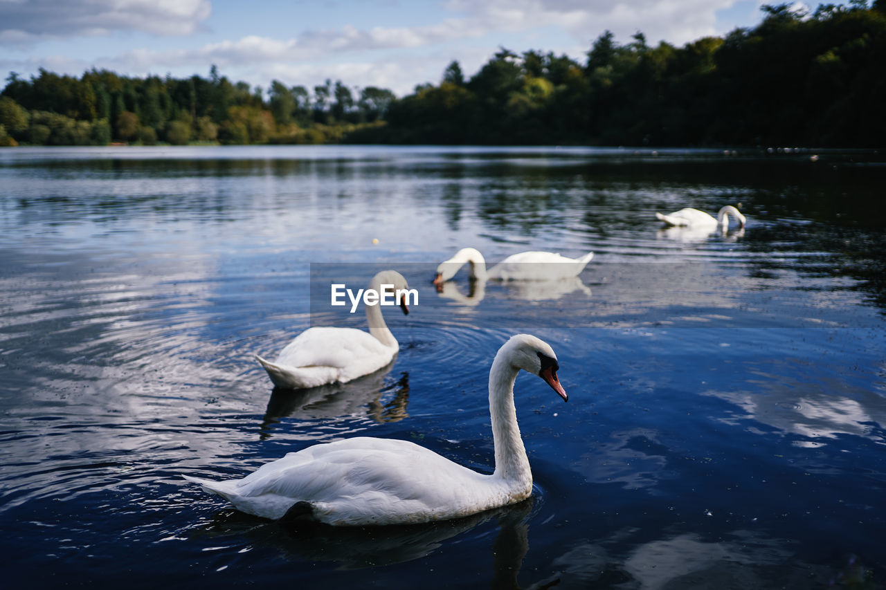 SWANS IN LAKE