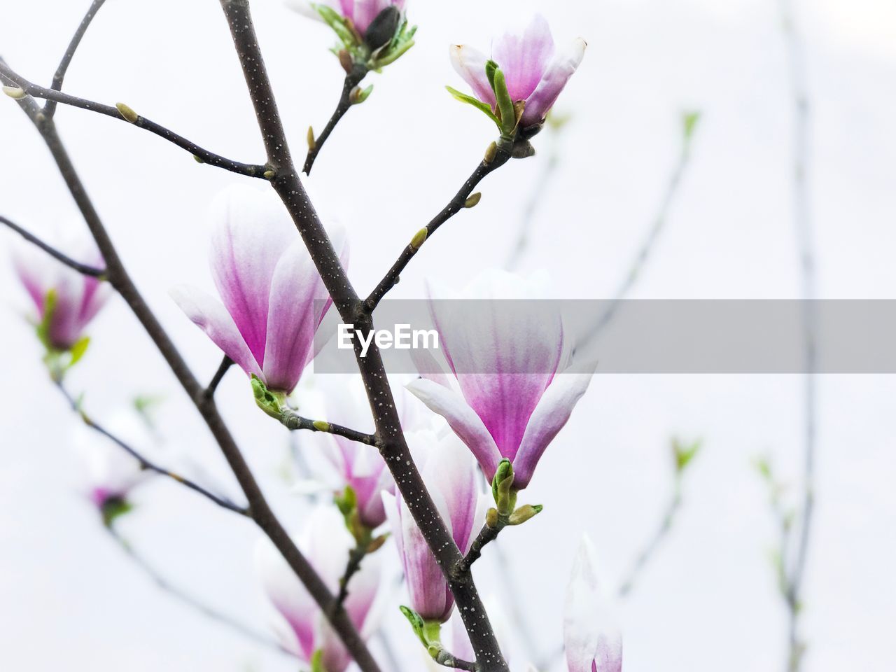 CLOSE-UP OF FRESH PINK FLOWER TREE AGAINST SKY