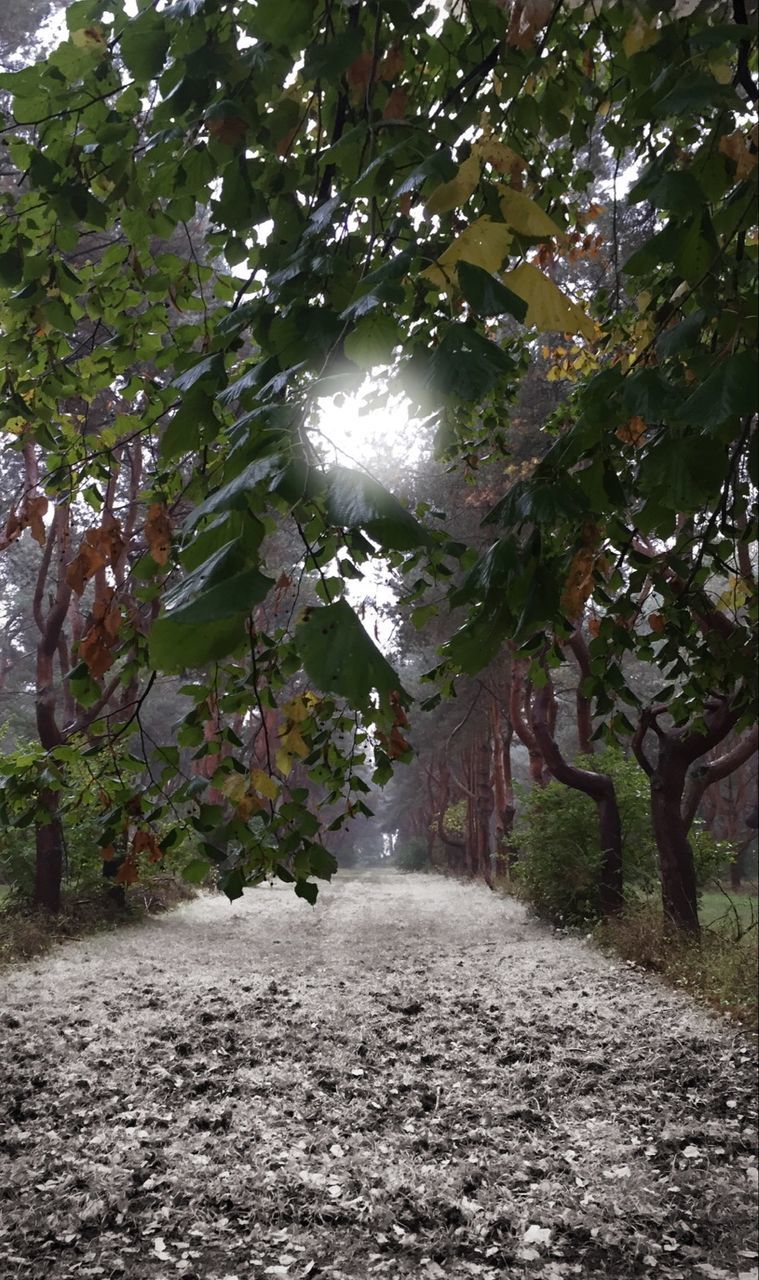 TREES IN PARK