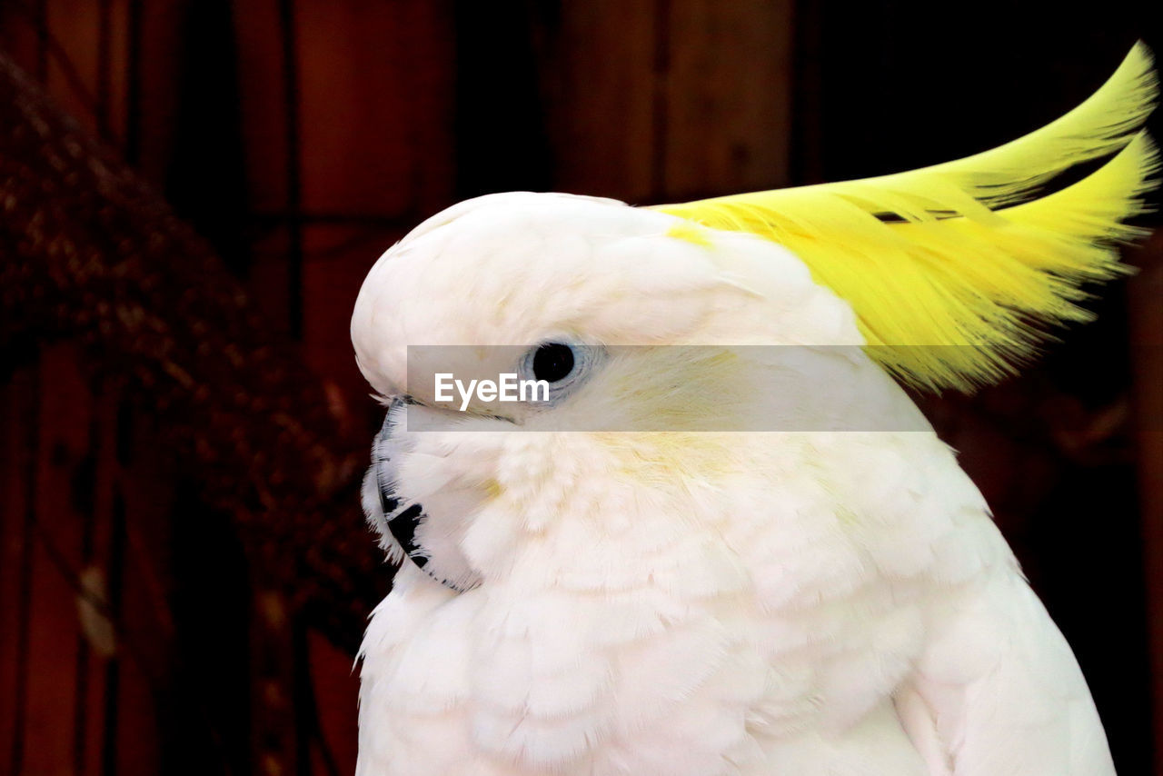 Close-up of bird perching outdoors