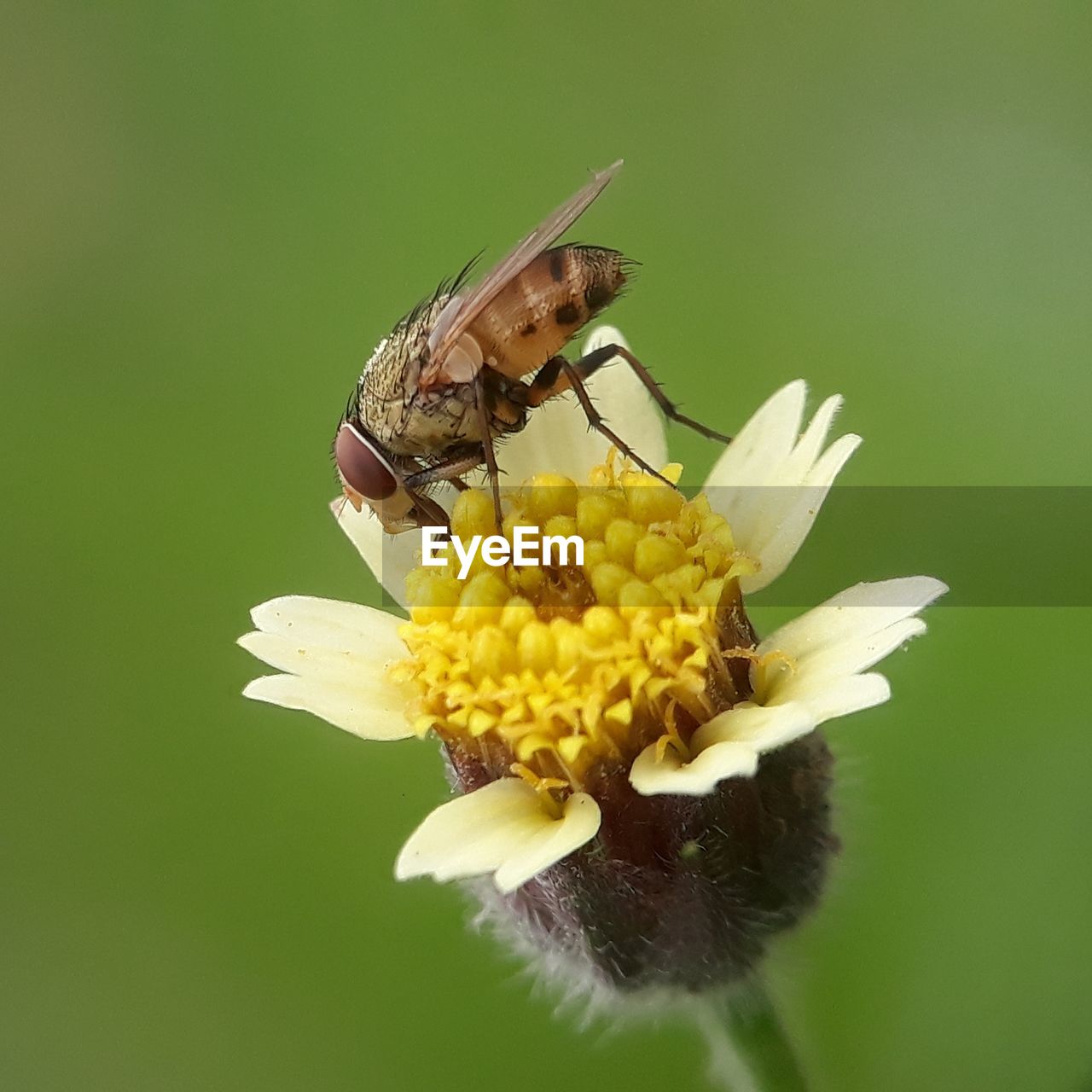 CLOSE-UP OF BUTTERFLY ON FLOWER