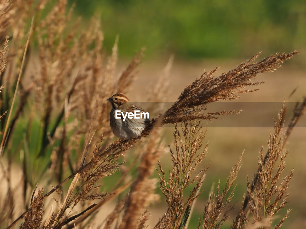 CLOSE-UP OF A BIRD PERCHING ON A PLANT