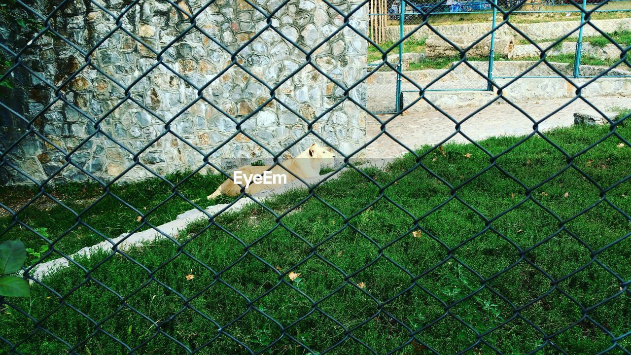 CLOSE-UP OF FENCE ON GRASS