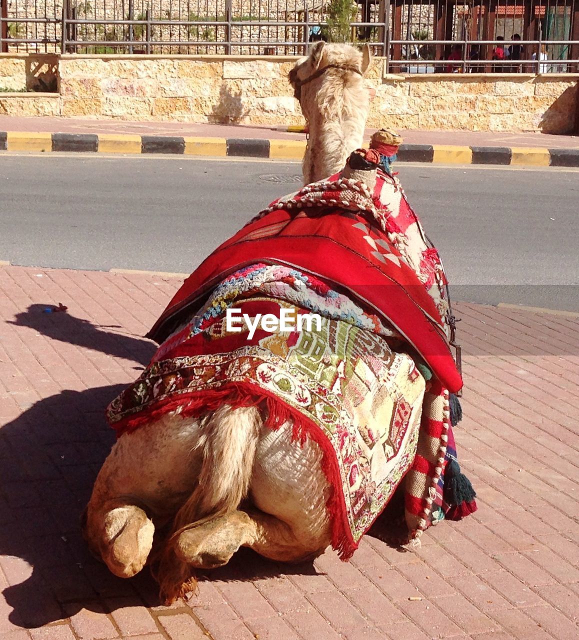 Camel sitting on sidewalk during sunny day