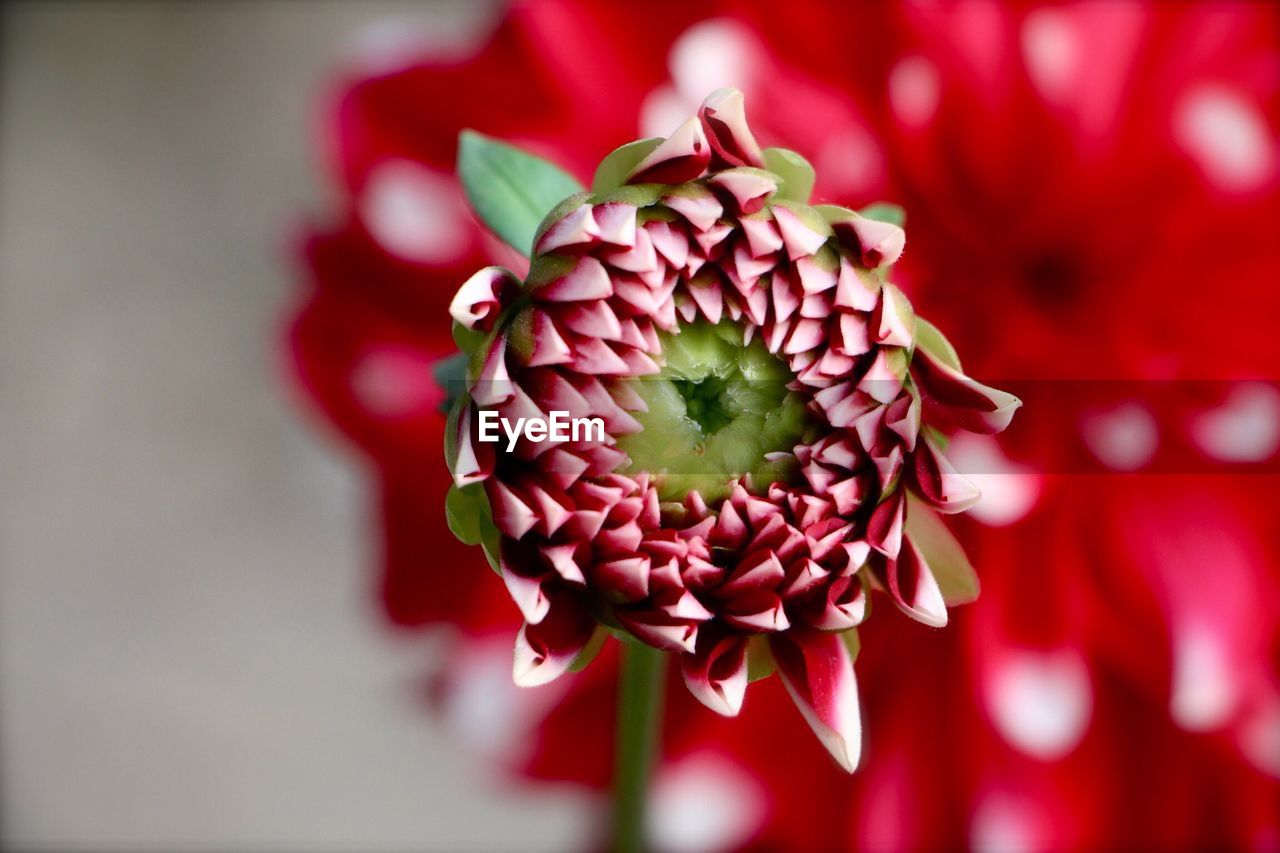 Close-up of flower blooming outdoors
