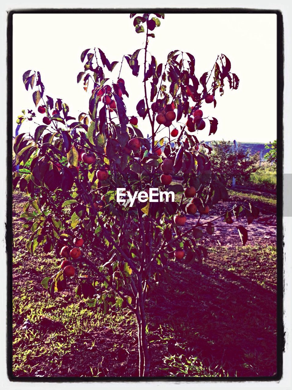View of tree in orchard