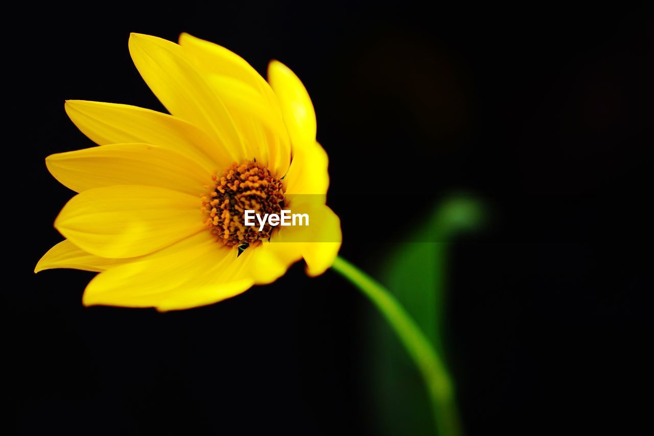 Close-up of yellow flower