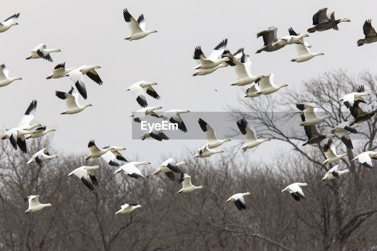 FLOCK OF BIRDS FLYING