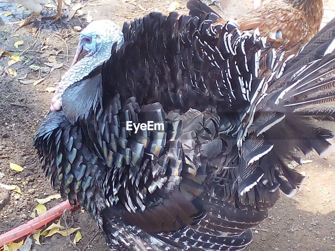 CLOSE-UP OF PEACOCK