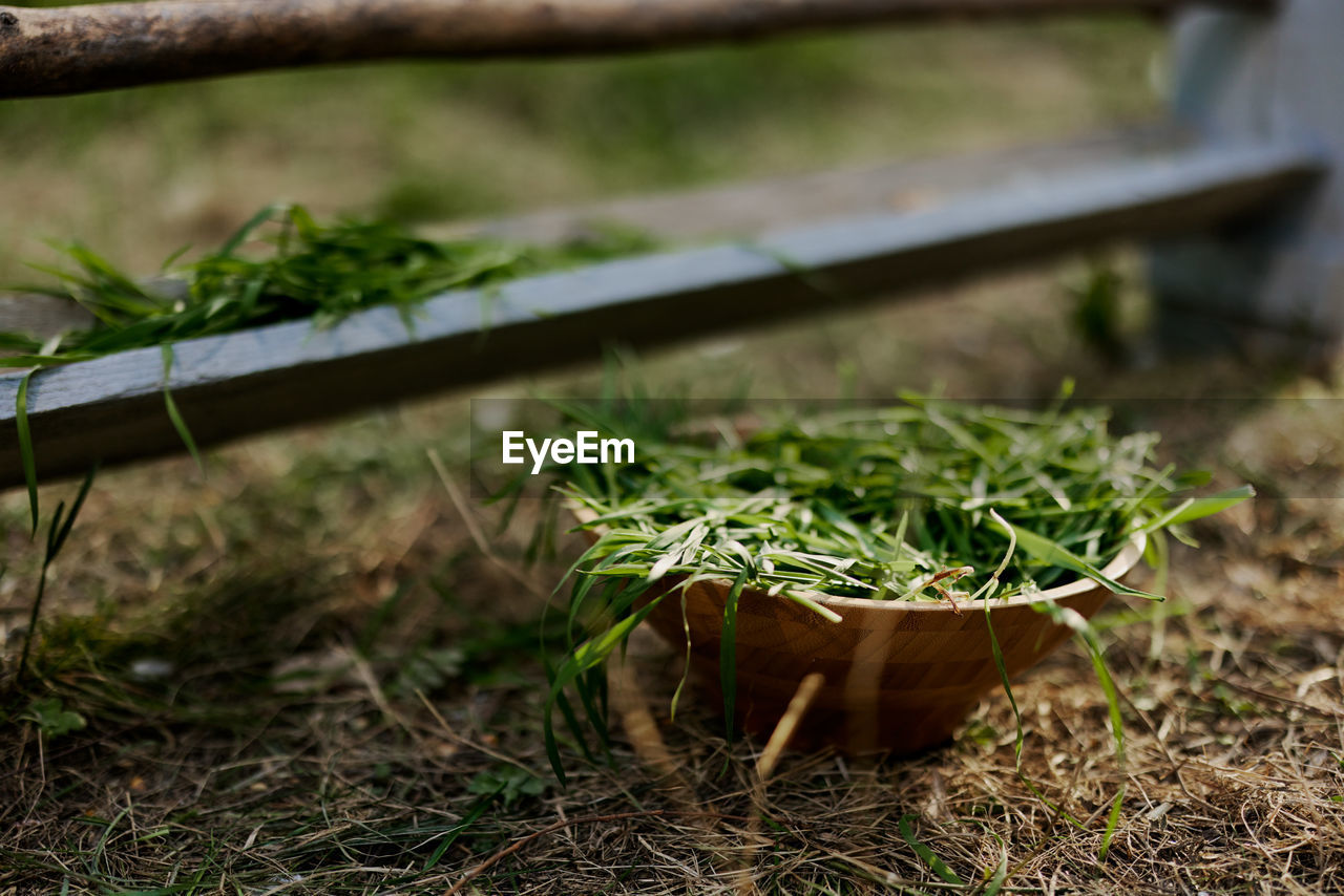 close-up of plants on field