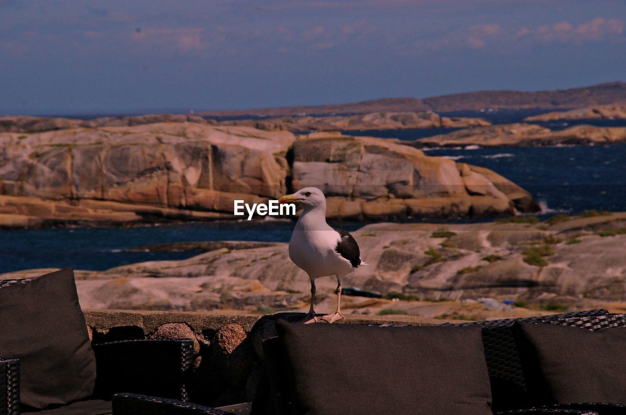 SEAGULL PERCHING BY SEA AGAINST SKY