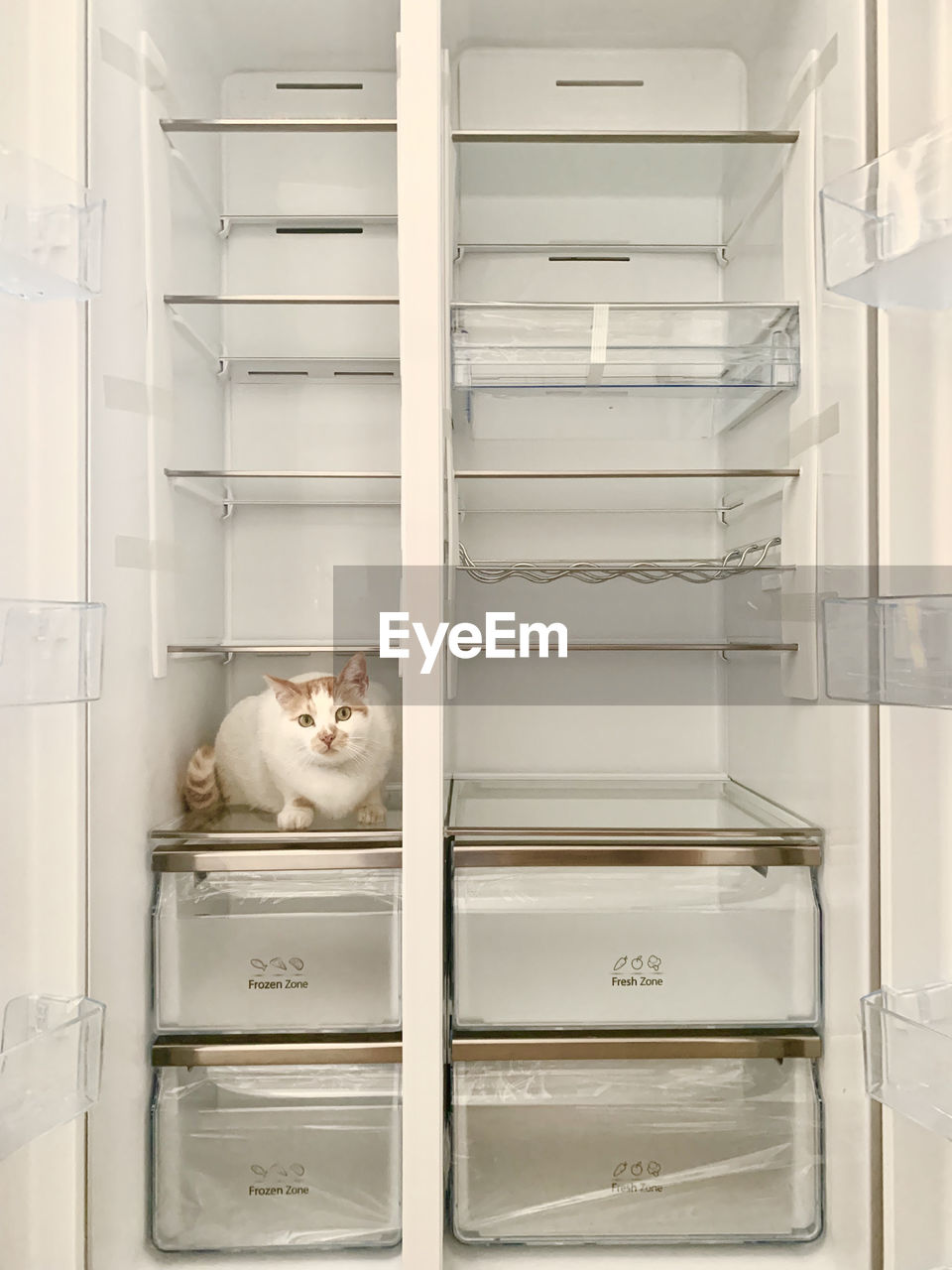 White cat in an empty fridge