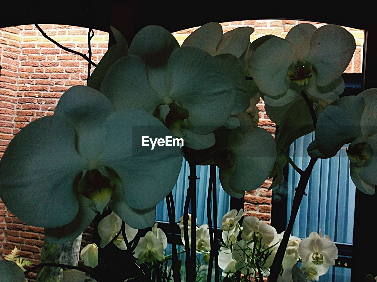 CLOSE-UP OF PLANTS IN THE DARK