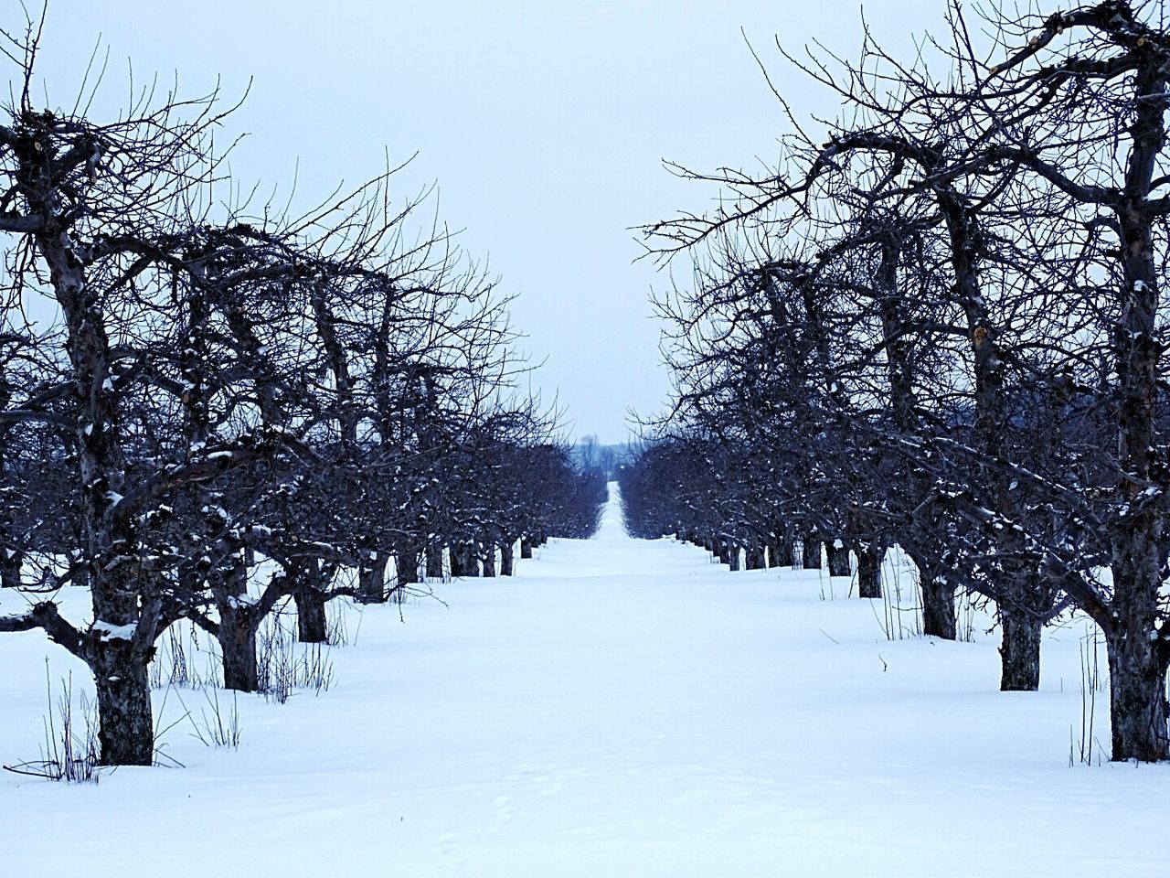 Snow covered trees along landscape