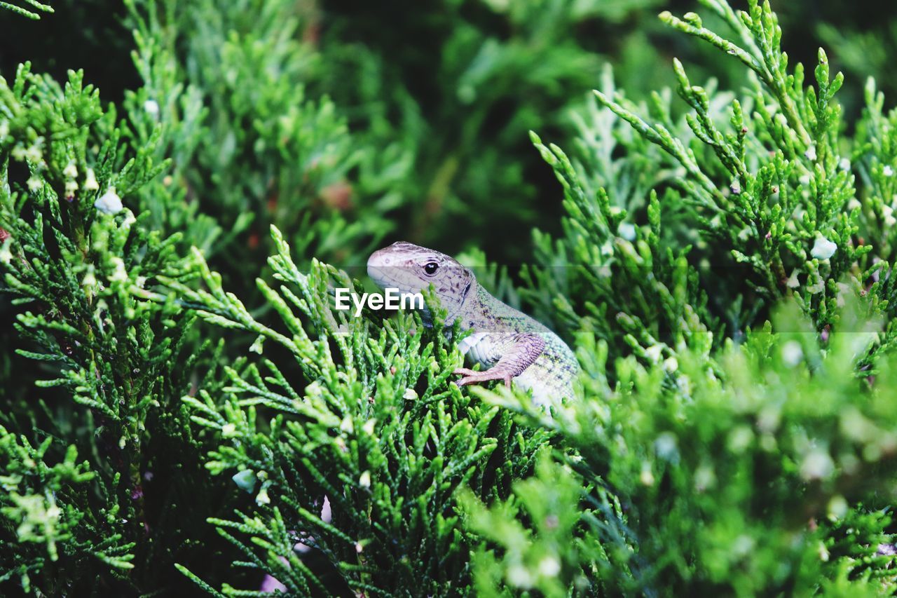 CLOSE-UP OF A LIZARD ON PLANT