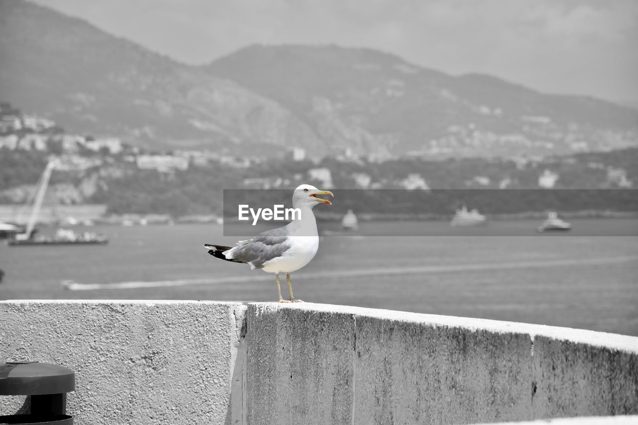 Seagull perching on retaining wall