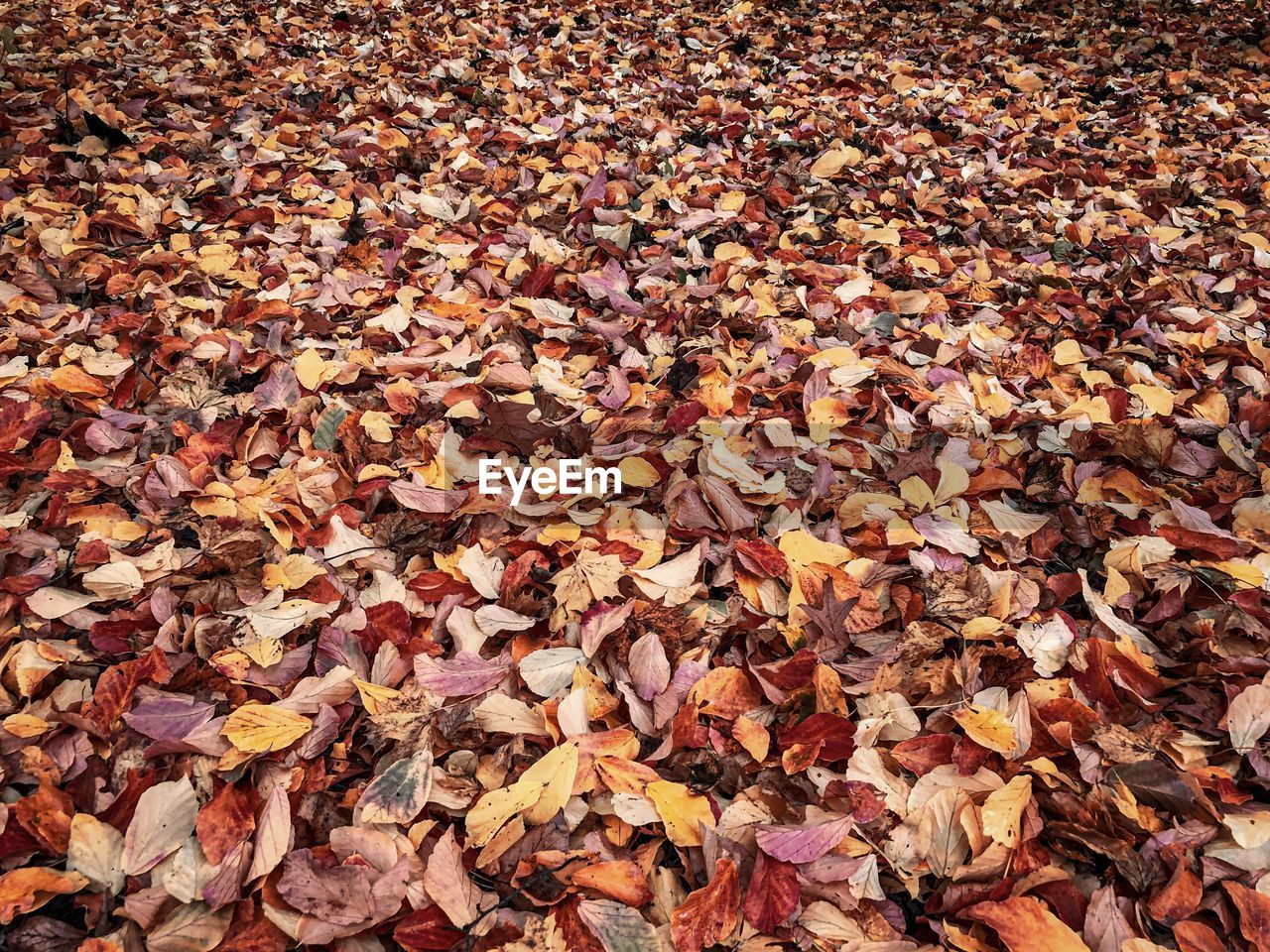 HIGH ANGLE VIEW OF MAPLE LEAVES ON FALLEN TREE
