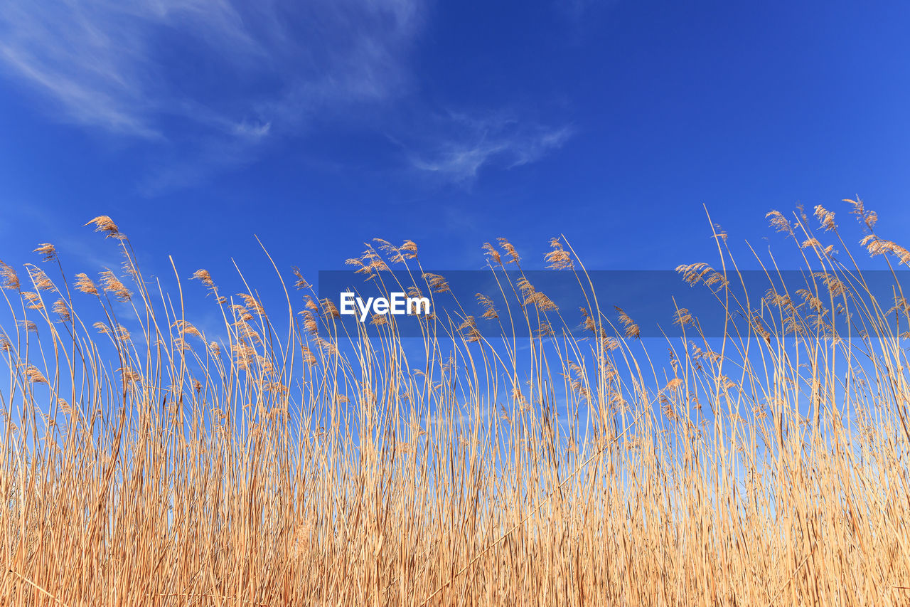 LOW ANGLE VIEW OF STALKS AGAINST SKY