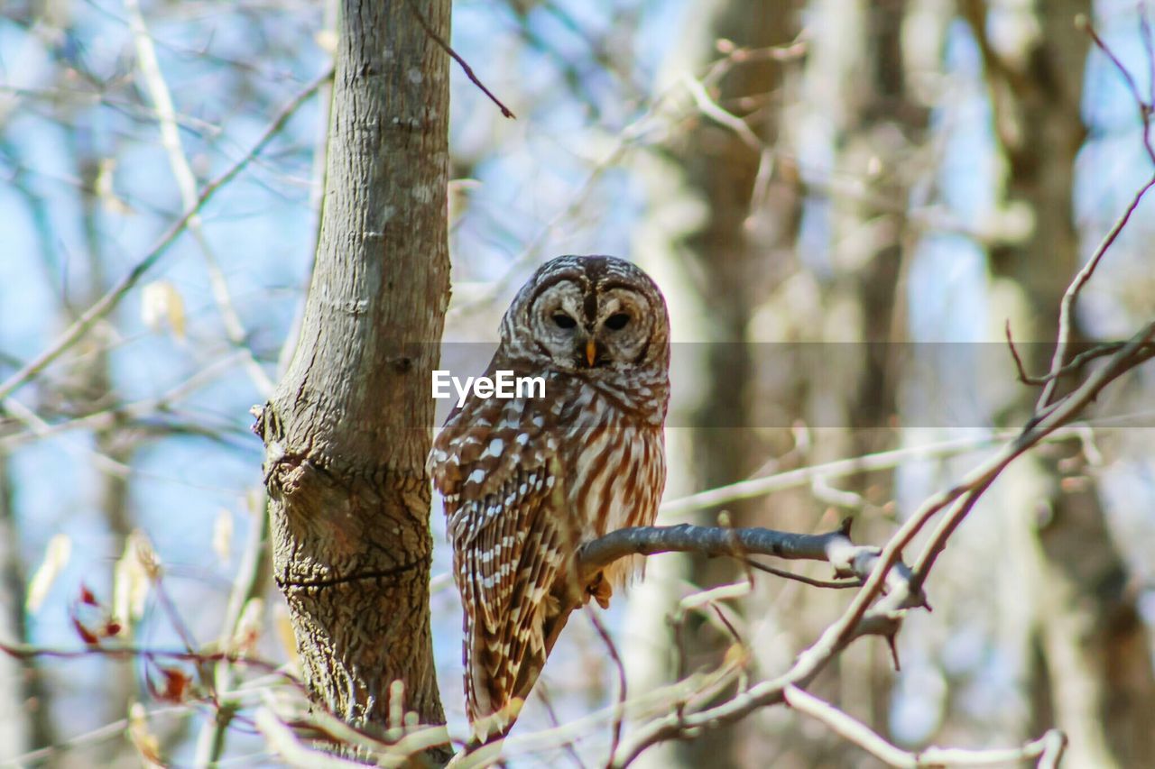 Portrait of owl perching on bare tree
