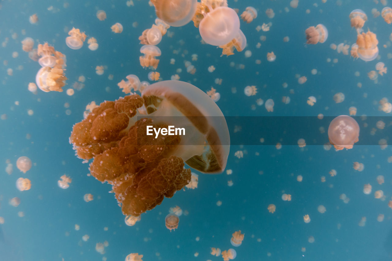 Close-up of jellyfish in water