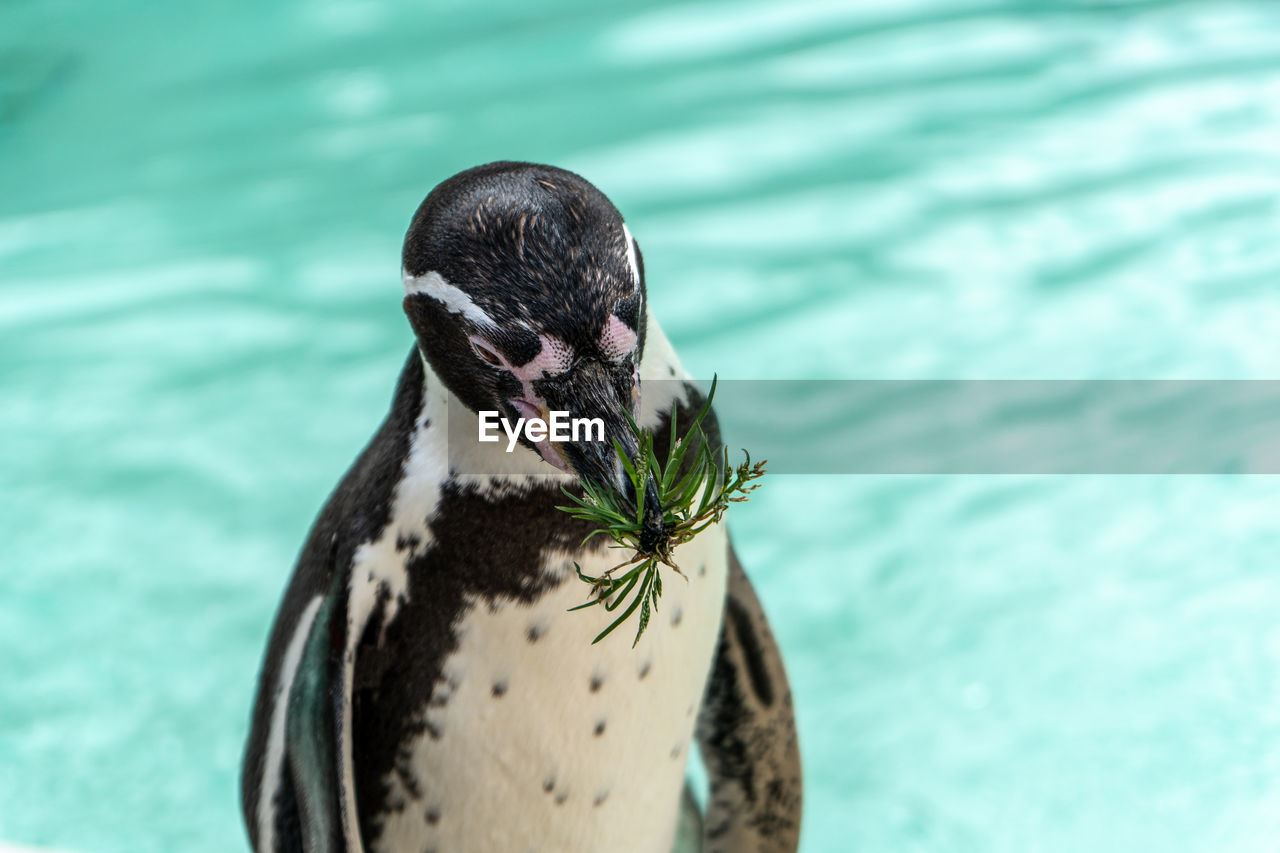 Close-up of a penguin with grass