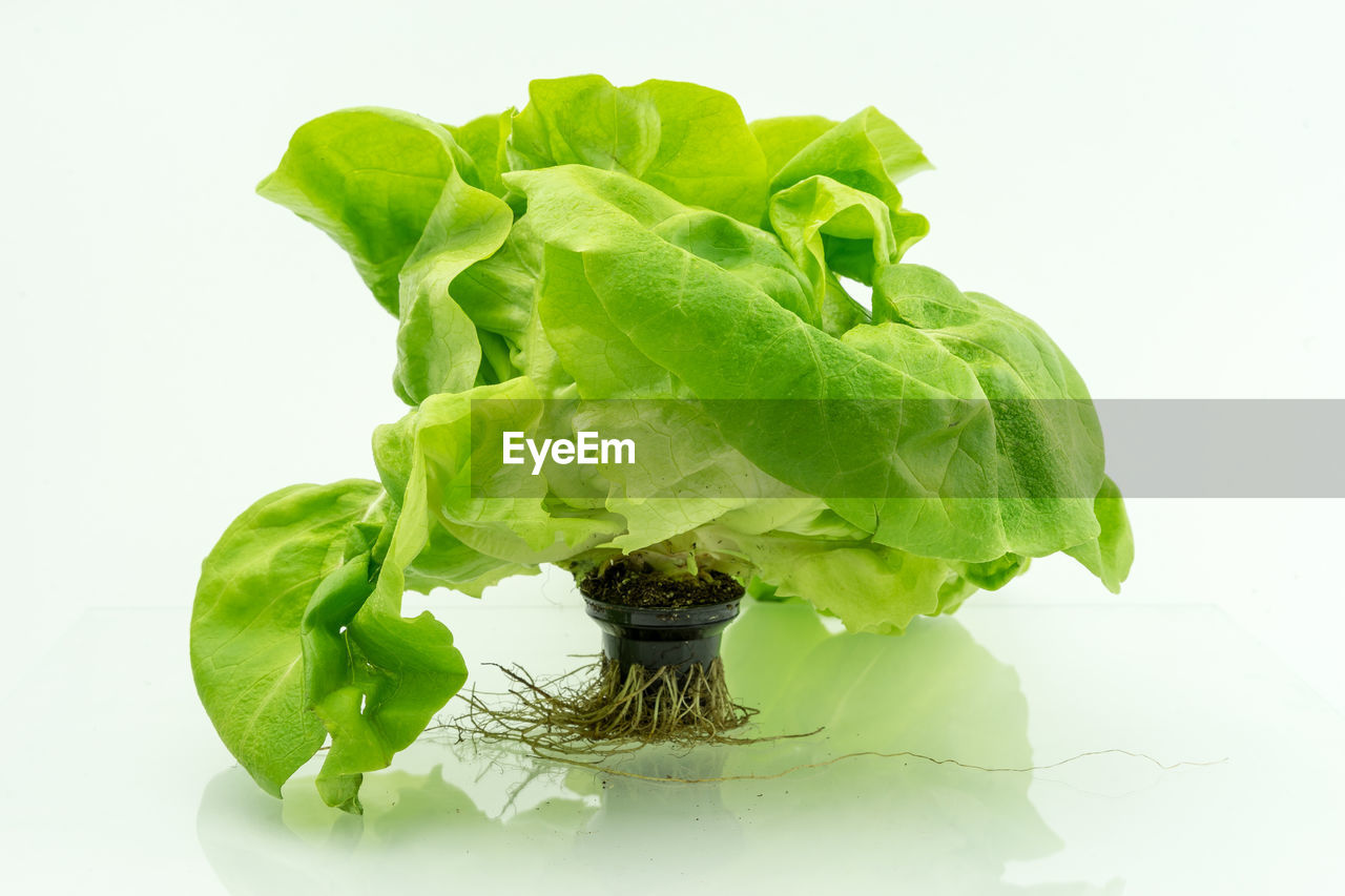 Close-up of aquaponic lettuce on table