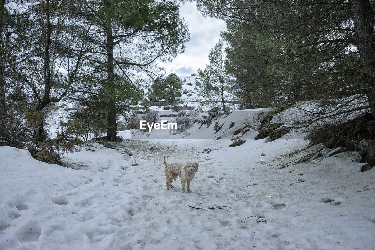 View of dog on snow covered land