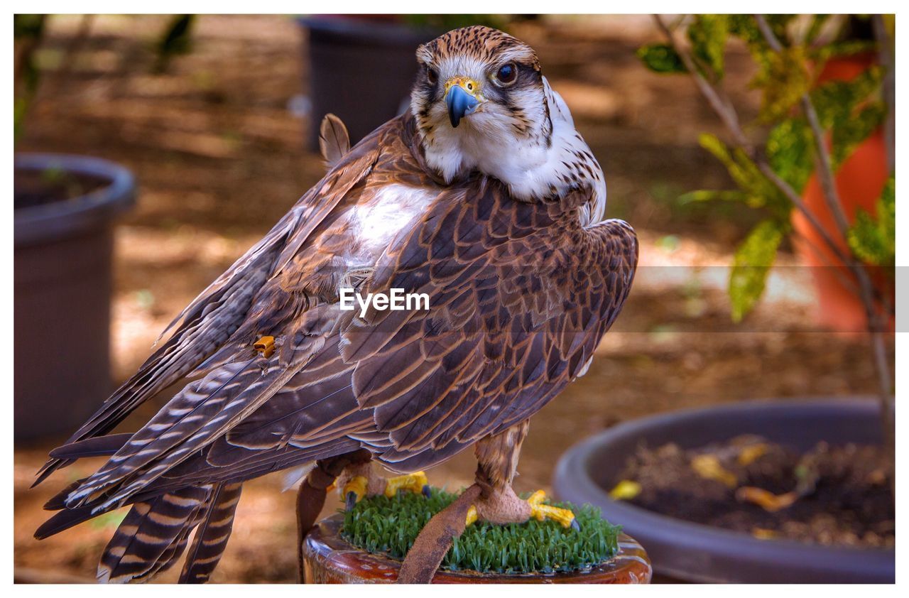 CLOSE-UP OF BIRD PERCHING ON WOOD