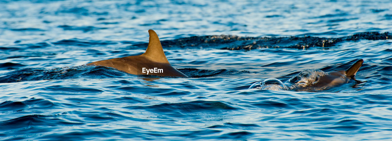 View of dolphins swimming in sea