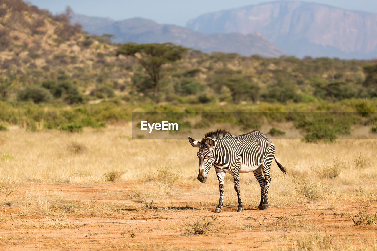 ZEBRA STANDING ON FIELD