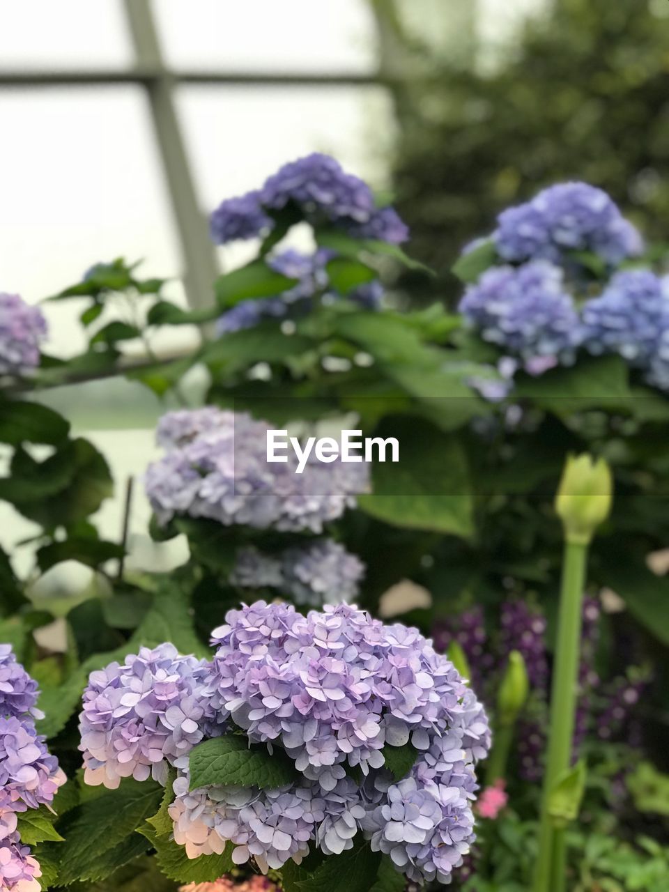 CLOSE-UP OF PURPLE HYDRANGEA BLOOMING OUTDOORS