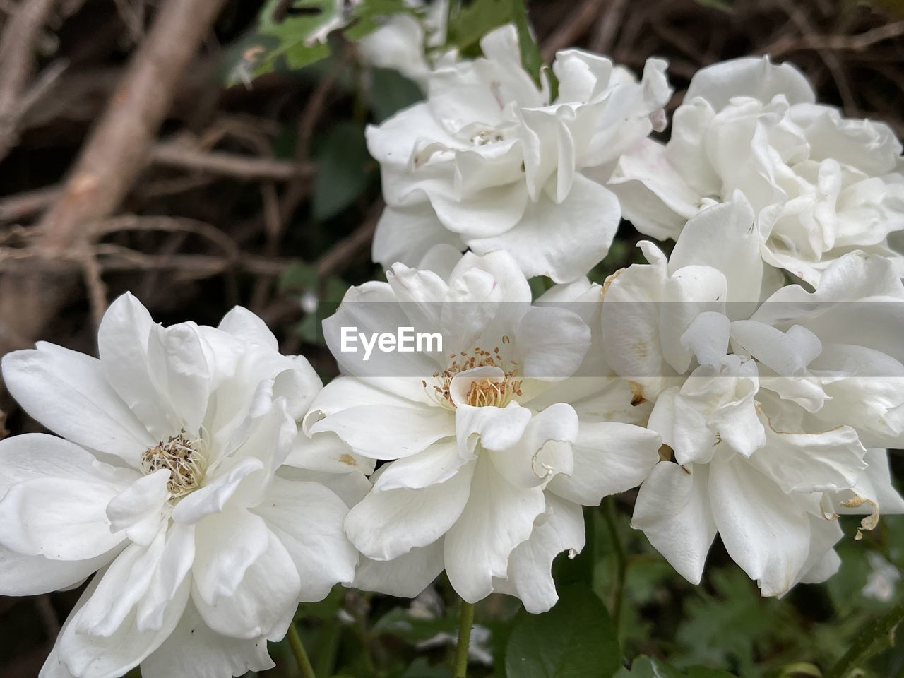 flower, flowering plant, plant, beauty in nature, freshness, white, petal, fragility, close-up, flower head, inflorescence, growth, nature, blossom, no people, springtime, focus on foreground, botany, pollen, day, outdoors