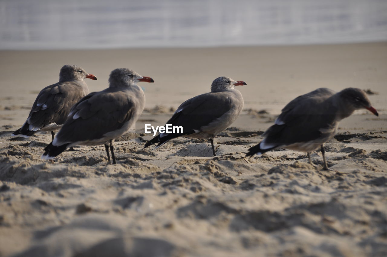 CLOSE-UP OF BIRDS ON SHORE