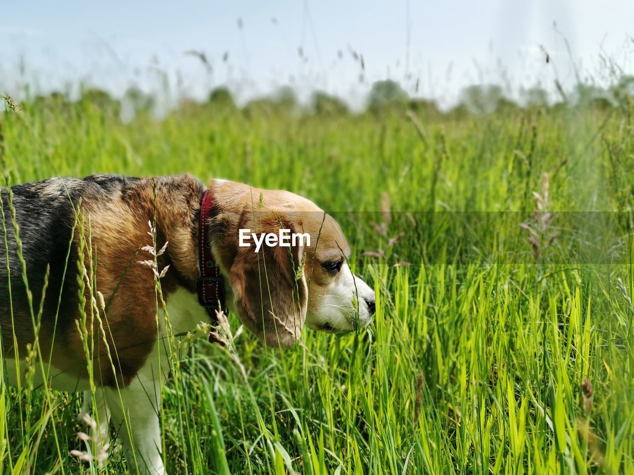 Dog smelling some flowers in a field