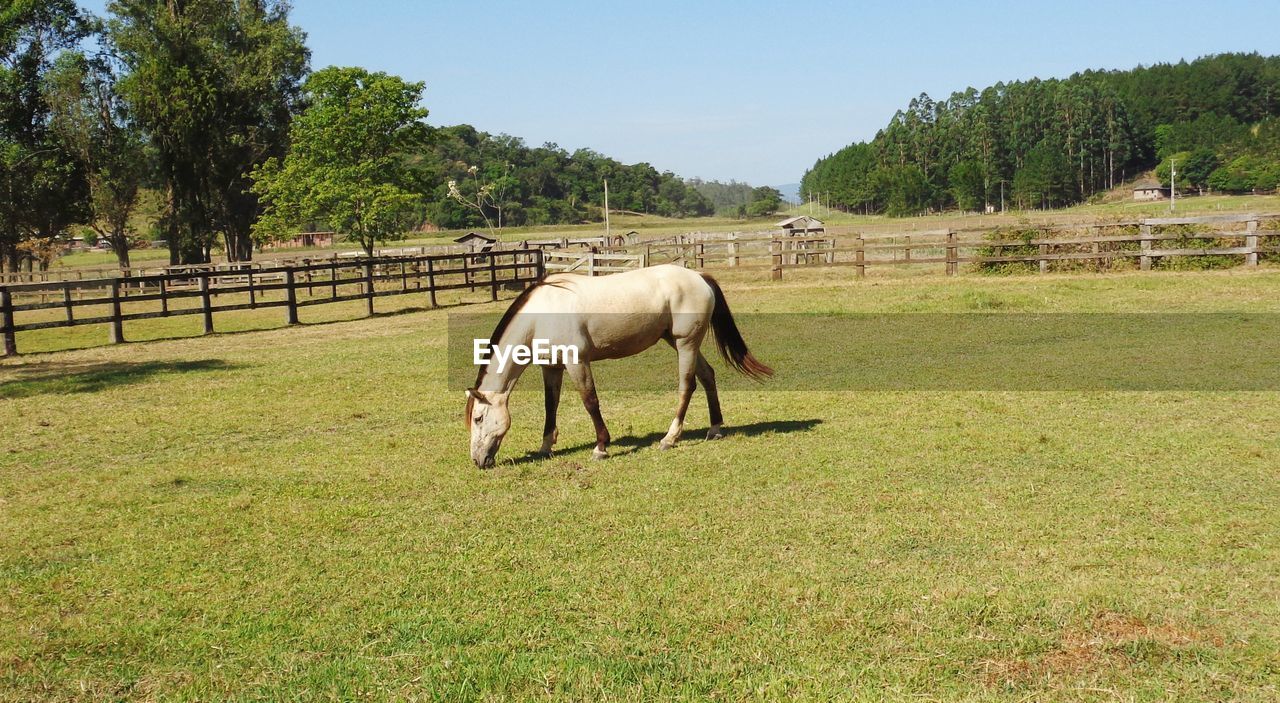 Horse grazing in a field